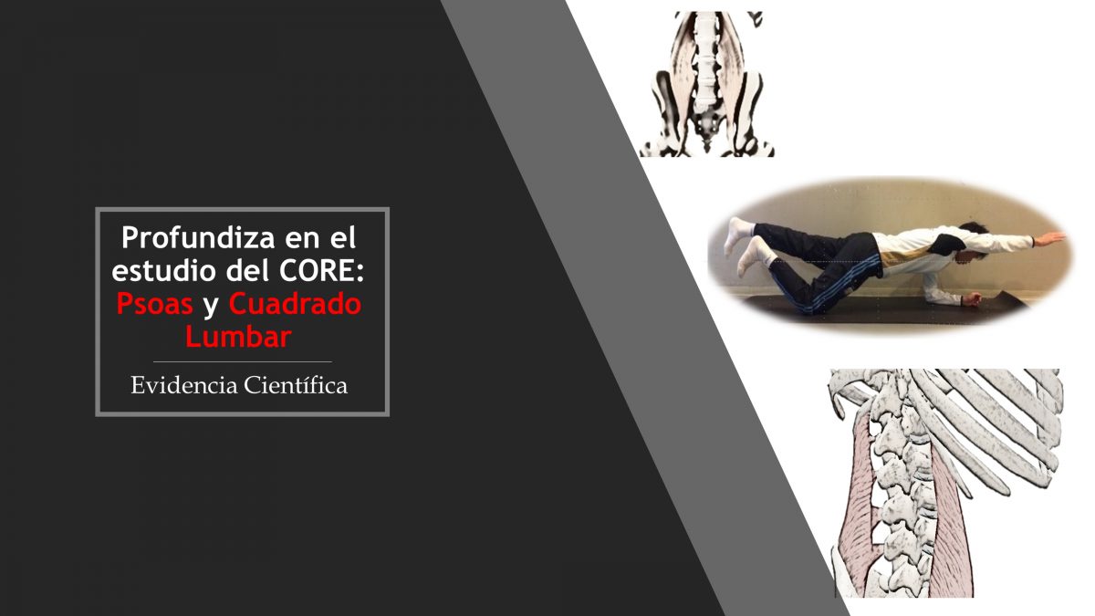 No seas superficial y profundiza en el estudio del CORE: Psoas y Cuadrado Lumbar
