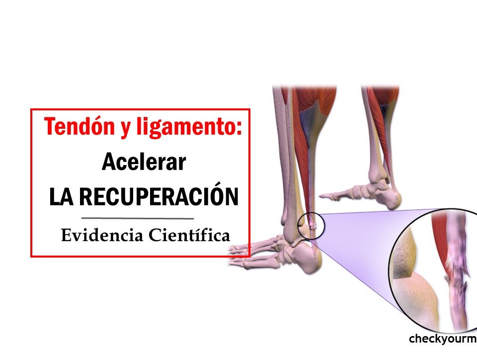 Acelerar la regeneración de tendones y ligamentos