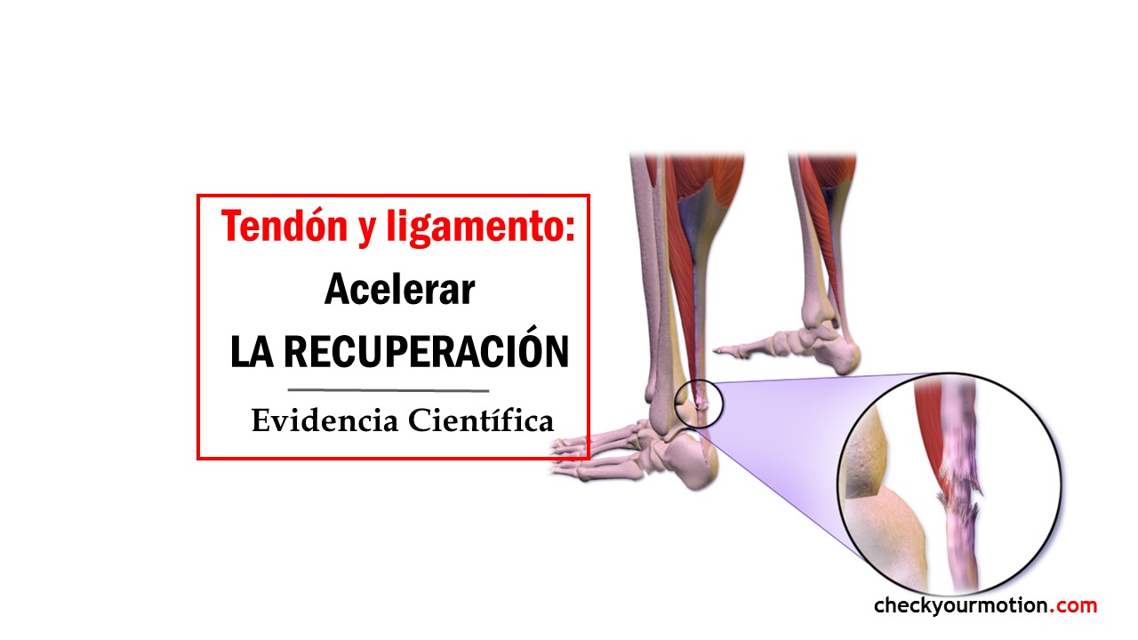 Acelerar la regeneración de tendones y ligamentos