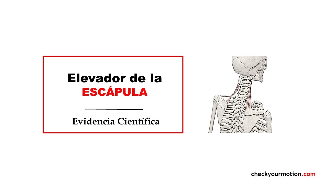 Estiramientos: elevador de la escápula