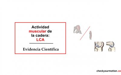 Actividad muscular de la cadera: LCA
