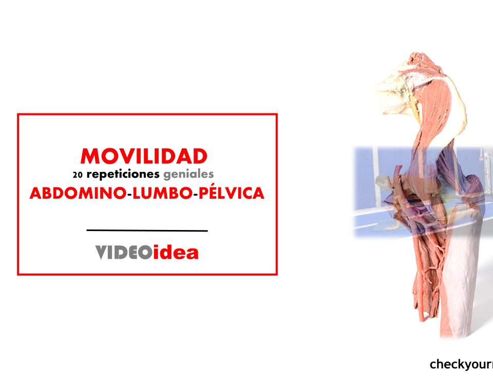 Movilidad abdomino-lumbo-pelvica